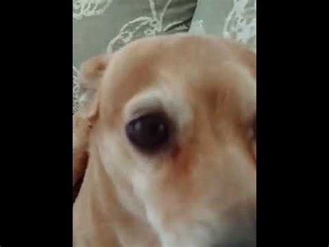 Video shows earthquake shake family's home, spook dog